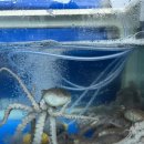 오거리 수족관 앞 이미지