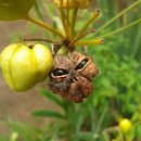 한 과일 이미지