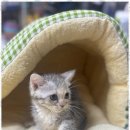 애견용품 창고형 할인매장 이미지