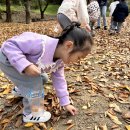 🍂숲 체험🍂 떨어지는 가을 낙엽이 가득한 나무 아래의 새싹🌱 이미지