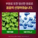고려약품 | 일양약품 프리미엄 징코 마그나인 후기｜은행잎추출물 혈액순환·기억력 개선 영양제 추천