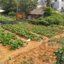 서구-01-15 이미지