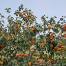 반시홍시 이미지