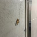 씨유안산부곡본점 | 어디보자 언제부터 써야되지