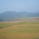 김해평야의 보리밭 이미지