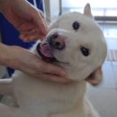 경기켄넬 이미지