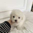 후니아이 이미지