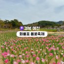 2025 회룡포 봄꽃축제 이미지
