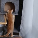 이자매펫미용원 이미지