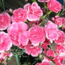 같은마음 이미지