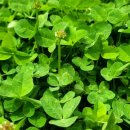 호반단지내태영공인중개사사무소 이미지