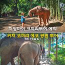 시냇물공원 | 치앙마이 코끼리투어 예약 준비물 팁 커처 코끼리 에코 공원 투어 솔직 후기