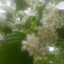 대동1리 이미지