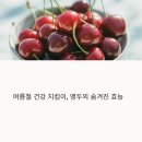 앵두 티스토리
