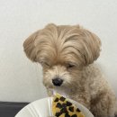 댕냥이 점빵 이미지