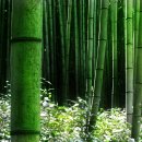 대나무한의원 이미지