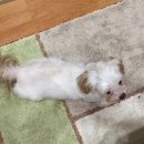 전영호동물병원 이미지