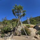 명석농협 앞 이미지