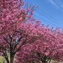 양보면사무소 | 하동 겹벚꽃 숨은 명소 사람 없는 드라이브 코스 개화상황