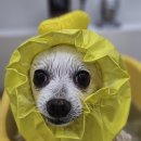 오댕펫살롱 이미지