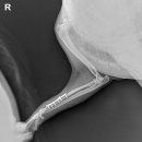 현리동물병원 이미지