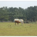 평화목장 이미지