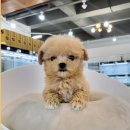 바나개 강아지 고양이 마포점 네이버블로그