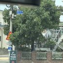 장천골메밀가 | [강원 속초] 장천골메밀가 막국수 맛집 방문기