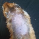 쿨펫 양한방 동물병원 이미지