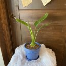 아이비플라워 앞 이미지