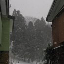 대왕약품 | 도쿄 2日 | 국경의 긴 터널을 빠져나오자, 눈의 고장이었다