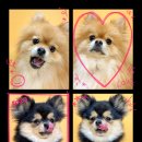 건강하게 동물병원 이미지