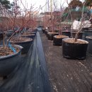 성목목장 이미지