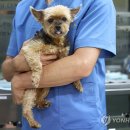 굿파파 24시 반려동물건강검진센터 이미지