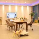 반려동물을 위한 천연아로마제품 원데이 클래스 이미지