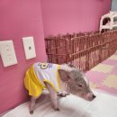 세종돼지 이미지