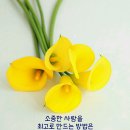 피시스
