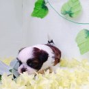 이츠펫 온양점 이미지