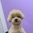 멍균관대 이미지