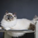 랙돌캐터리 알렉산더돌스 이미지