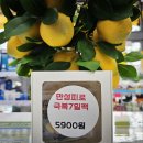 참약사레몬약국 이미지