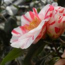 산정농원 이미지