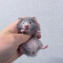 달빛 햄스터리 이미지