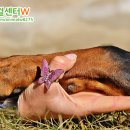행복한강아지 네이버블로그
