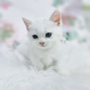 김해 해피몽 김해강아지분양 고양이분양 이미지