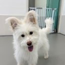 수영로유치원 | 청주애견유치원 멍문대 내돈내산 재이용 후기