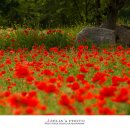 분황사주차장 이미지