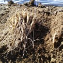 으뜸농장 2 이미지