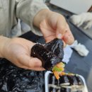 엄마네꼬마김밥 이미지