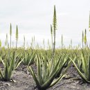 김정기농장 이미지